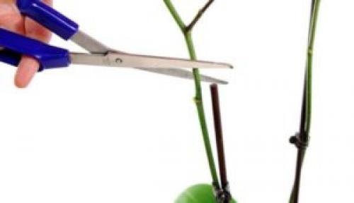 Как правильно обрезать цветонос у орхидеи. Интересно о том, как правильно обрезать орхидею после цветения