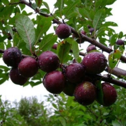 Сливово-вишневый гибрид посадка уход. Сливово-вишневый гибрид