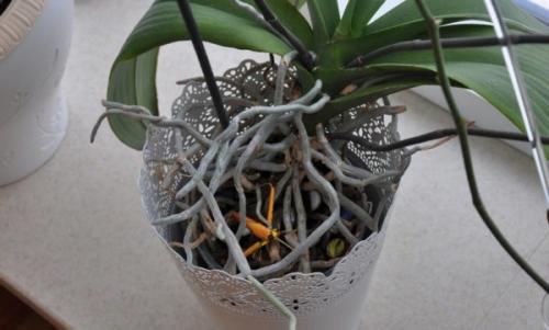 Как правильно обрезать цветонос у орхидеи. Интересно о том, как правильно обрезать орхидею после цветения