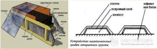 Выращивание мицелия шампиньонов в домашних условиях для новичков. Мицелий шампиньонов