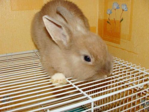 Как определить породу кролика декоративного. Виды