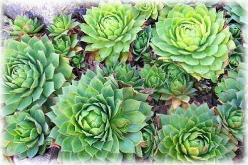 Посадка молодило в грунт. Популярные сорта