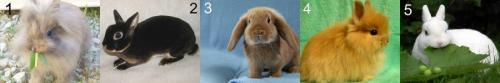 Как определить породу декоративного кролика по внешнему виду. Породы декоративных кроликов – фото и названия