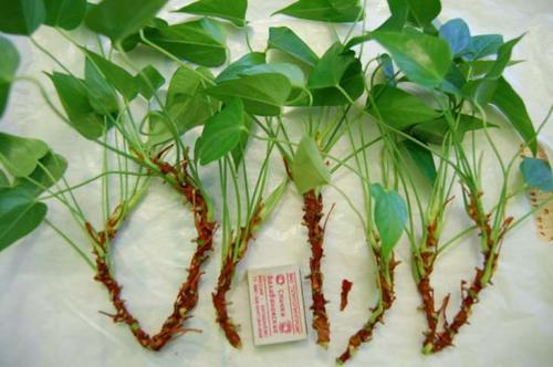 Как ухаживать за цветком Антуриум в домашних условиях. Антуриум, уход в домашних условиях