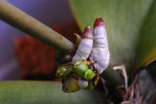 Цитокининовая паста применение для комнатных растений. Цитокининовая паста для орхидей: свойства и применение