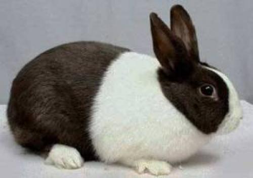 Голландский декоративный кролик. Голландский кролик