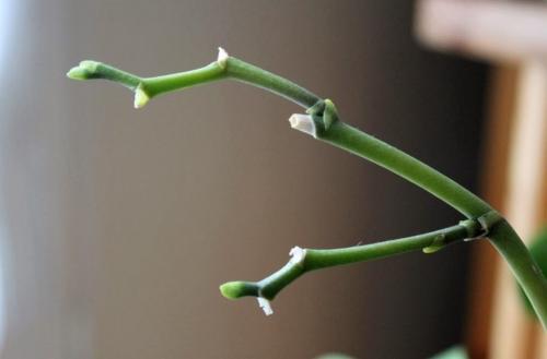 Как обрезать орхидею после цветения в домашних условиях. Как максимально безболезненно обрезать орхидею