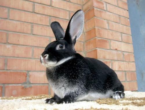 Кролики породы рекс декоративные. Особенности породы кроликов Рекс