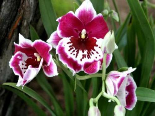 Цветок мильтония Уход в домашних условиях. Виды и сорта