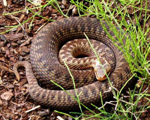 Как избавится от змеи и чего они боятся. Распространенные виды змей в России