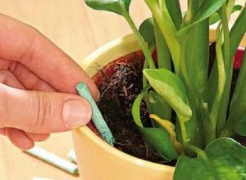 Цветок антуриум уход в домашних условиях пересадка. Антуриум (Мужское счастье) — уход и пересадка в домашних условиях