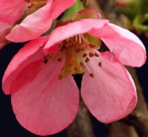 Хеномелес. Разновидности и сорта айвы японской