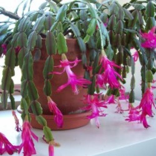 Шлюмбергера – цветущая классика с ностальгическим шармом