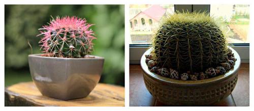 Как ухаживать за, кактусом эхинокактус грузони красный. Эхинокактус грузони — колючий шарик из Мексики