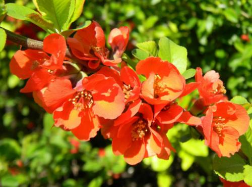 Хеномелес. Разновидности и сорта айвы японской