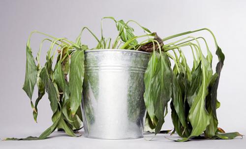 Цветок спатифиллум уход в домашних условиях почему спатифиллум сохнет. Почему сохнут и чернеют кончики листьев у спатифиллума?