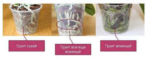 Орхидея наращивает листья и не цветет. 