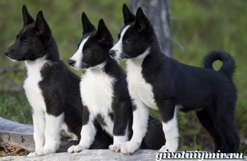 Корельская медвежья собака. Карельская медвежья собака. Описание, особенности, уход и цена породы