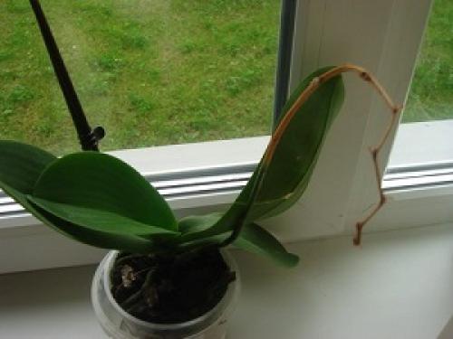 Как обрезать орхидею после цветения. 