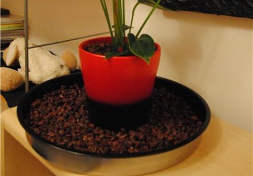 Цветок антуриум уход в домашних условиях пересадка. Антуриум (Мужское счастье) — уход и пересадка в домашних условиях