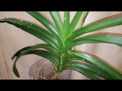 Уход за Вандой детка. Уход за орхидеей вандой