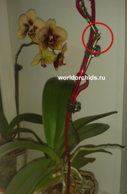 обрезала цветонос у орхидеи под корень. что будет если обрезать цветонос у орхидеи