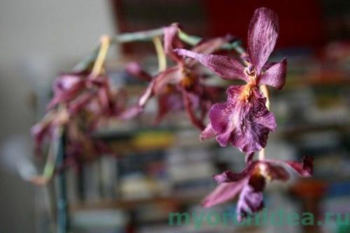 как обрезать отцветшую орхидею. правила обрезки орхидеи