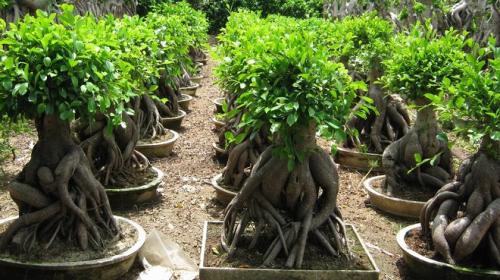 Бонсай фикус гинсенг уход в домашних условиях. Фикус гинсенг уход в домашних условиях