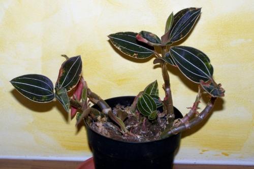 Драгоценная орхидея лудизия виды. Поддержание необходимого светового и температурного режима