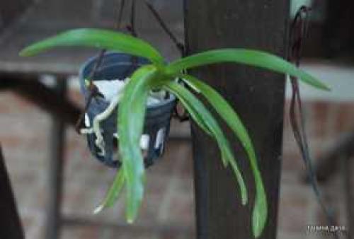 Детка ванды уход. Орхидеи. Ванда. Выращивание деток