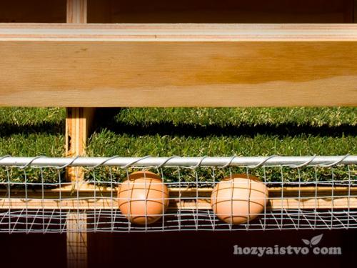 Гнездо для кур-несушек с яйцесборником чертеж. Делаем гнездо с яйцесборником для кур-несушек