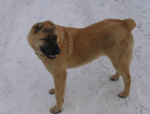 Лангедокская пастушья собака: описание породы, характер, уход (с фото)