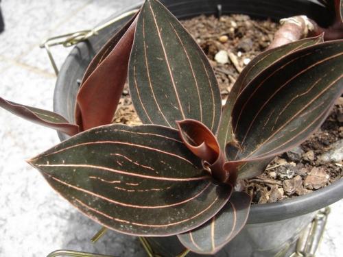 Лудизия драгоценная орхидея уход в домашних. Уход за орхидеей лудизия в домашних условиях