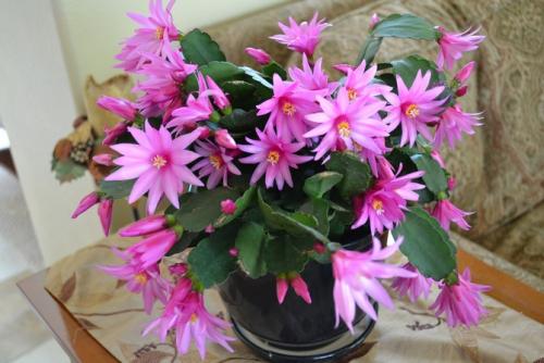 Рипсалидопсис оранжевый. Рипсалидопсис