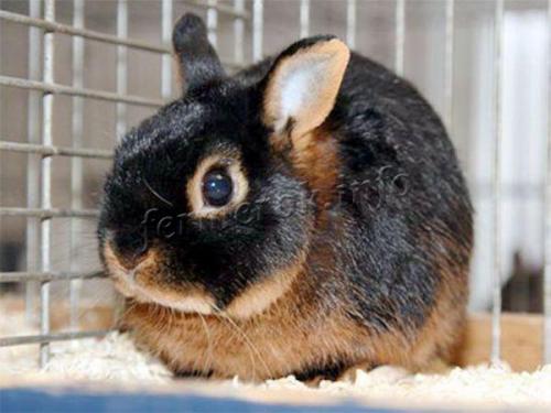 Кролик белый декоративный. Лучшие породы декоративных кроликов для домашнего содержания