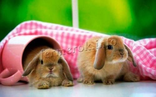 Кролик белый декоративный. Лучшие породы декоративных кроликов для домашнего содержания