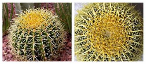 Как ухаживать за, кактусом эхинокактус грузони красный. Эхинокактус грузони — колючий шарик из Мексики