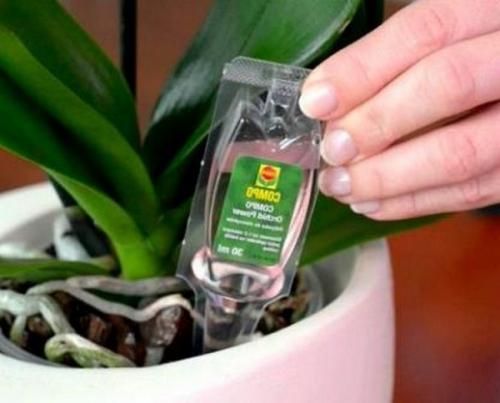 Орхидея наращивает листья и не цветет. 