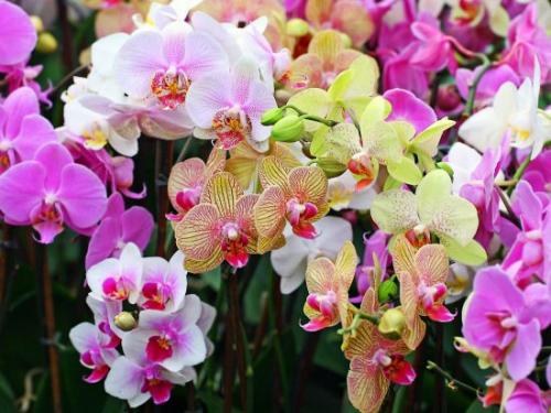Орхидея не растет и не цветет, что делать, чтобы зацвела. Когда остановилось развитие