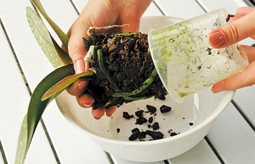 Как пересадить домашнюю орхидею: инструкция