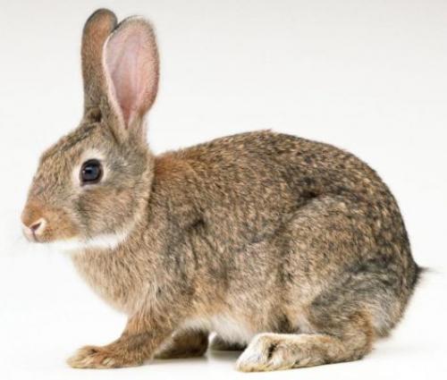 Как узнать, что крольчиха беременна признаки в. Признаки беременности крольчихи