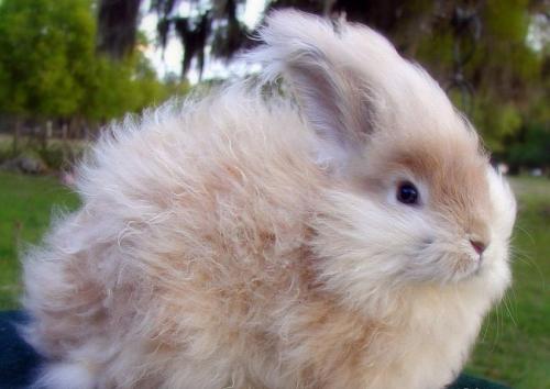 Декоративный Кролик длинношерстный. Породы карликовых кроликов