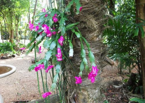 Зигокактус белый. Общие сведения о цветке Зигокактус с его родины