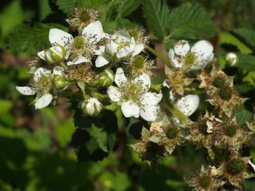Где растет ежевика в лесу. Лесная ежевика — ягода цвета ночи