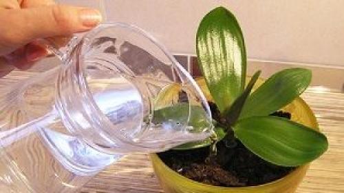 Как заставить орхидею цвести круглый год. 