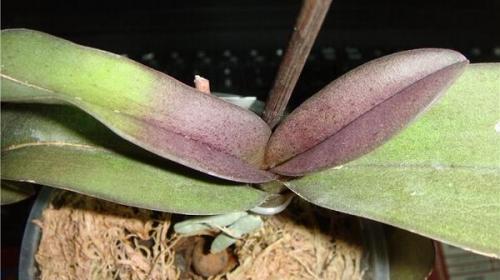 Орхидея лудизия краснеют листья. Узнайте, почему краснеет лист у орхидеи и что делать?