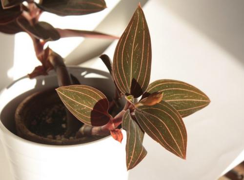 Как укоренить лудизию. Лудизия