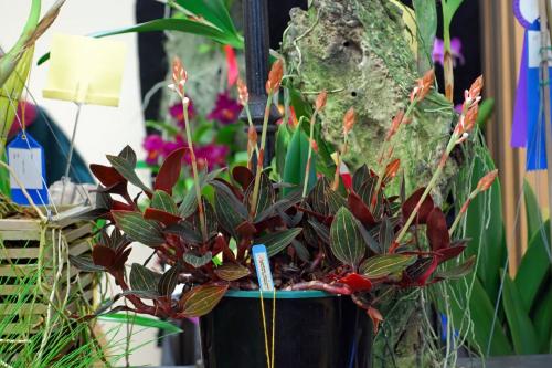 Лудизия сорта. Орхидея лудизия – миниатюрные цветы и яркие листья