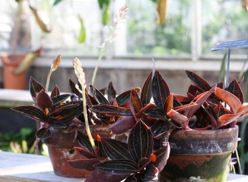 Как укоренить лудизию. Лудизия