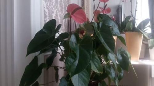 Уход и посадка за Антуриум в домашних условиях. Как ухаживать за антуриумом в домашних условиях после покупки